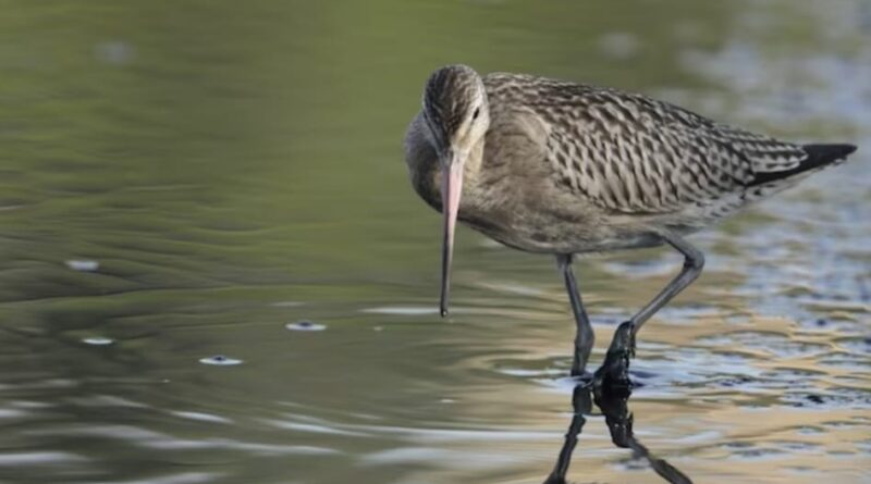 Pong Dam records around 1.77 lakh migratory birds Pong Dam records around 1.77 lakh migratory birds HIMACHAL HEADLINES