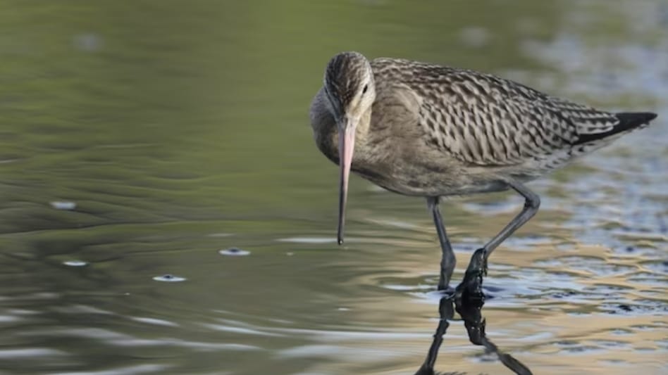 Pong Dam records around 1.77 lakh migratory birds HIMACHAL HEADLINES