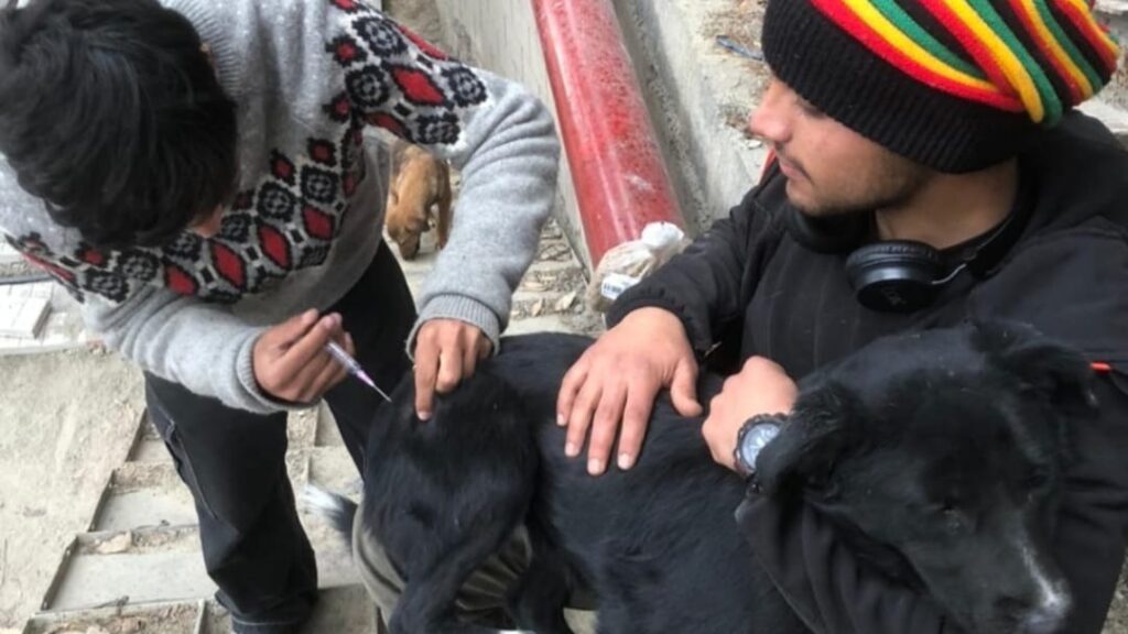 SPCA Shimla or Society for Prevention of Cruelty to Animals organizes Anti-rabies vaccination drive SPCA Shimla or Society for Prevention of Cruelty to Animals organizes Anti-rabies vaccination drive HIMACHAL HEADLINES