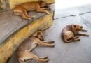 Stray Dog Menace Rising in Junga; Hospital Administration Seeks Immediate Action