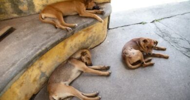 Stray dogs menace in Shimla's Dhalli Colony  HIMACHAL HEADLINES