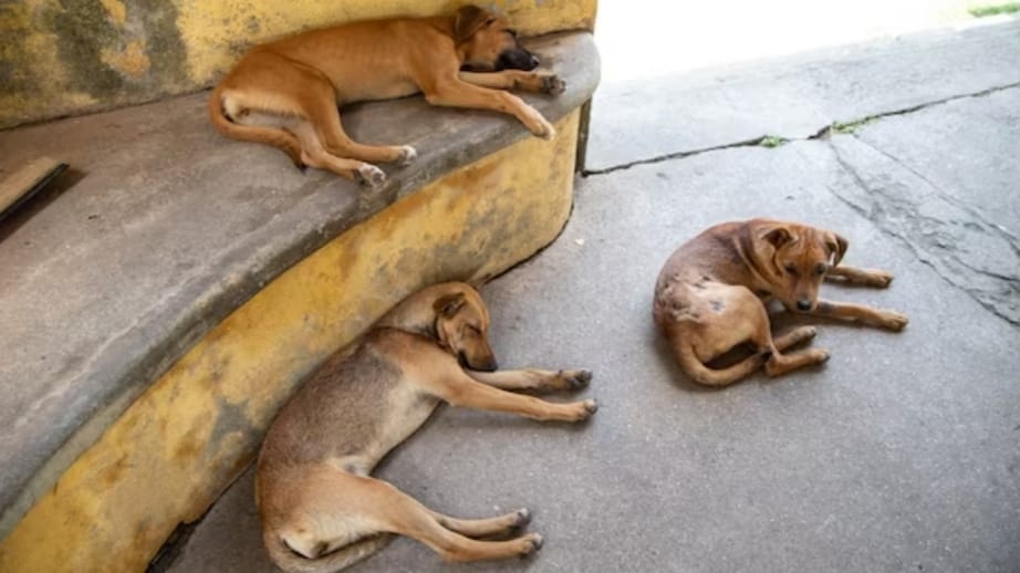 Stray Dog Menace Rising in Junga; Hospital Administration Seeks Immediate Action HIMACHAL HEADLINES