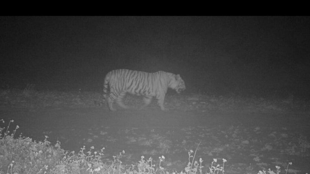Tiger shifts territory, rare footage caught on trap camera in Himachal Tiger shifts territory, rare footage caught on trap camera in Himachal HIMACHAL HEADLINES