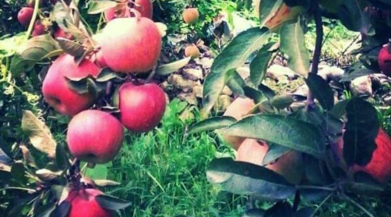 New Zealand experts impart  training on new techniques of high density orchards HIMACHAL HEADLINES