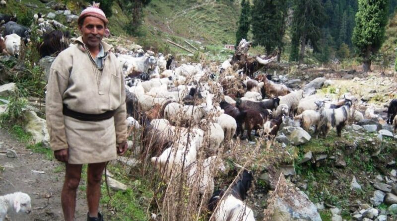 Craze for Organic wool in western markets, Himachal Wool Federation paving way for uplifting economy HIMACHAL HEADLINES