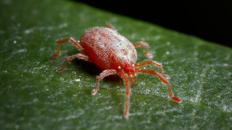 Indian Researchers identify better Drug Treatment for Severe Scrub Typhus Indian Researchers identify better Drug Treatment for Severe Scrub Typhus HIMACHAL HEADLINES