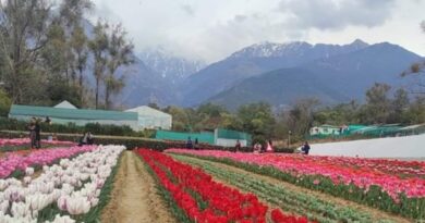 Tulip Garden Palampur is becoming center of attraction for people HIMACHAL HEADLINES
