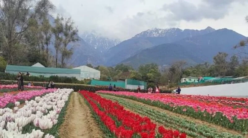 Tulip Garden Palampur is becoming center of attraction for people HIMACHAL HEADLINES