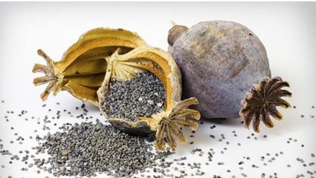 Himachal police bringing main drug peddlers of poppy husk to the state from J&K Himachal police bringing main drug peddlers of poppy husk to the state from J&K HIMACHAL HEADLINES
