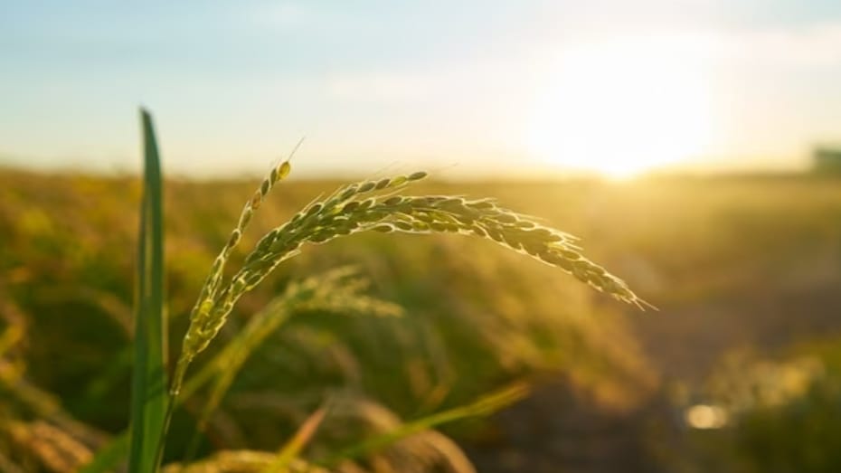 33% of total Rabi crops damage for want of rains in Himachal Pradesh HIMACHAL HEADLINES