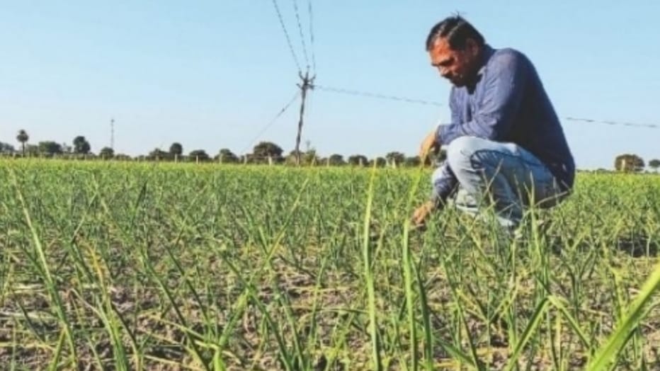 Farmers of the Rajgarh area in Sirmaur upset due to yellow rust disease in Garlic  HIMACHAL HEADLINES