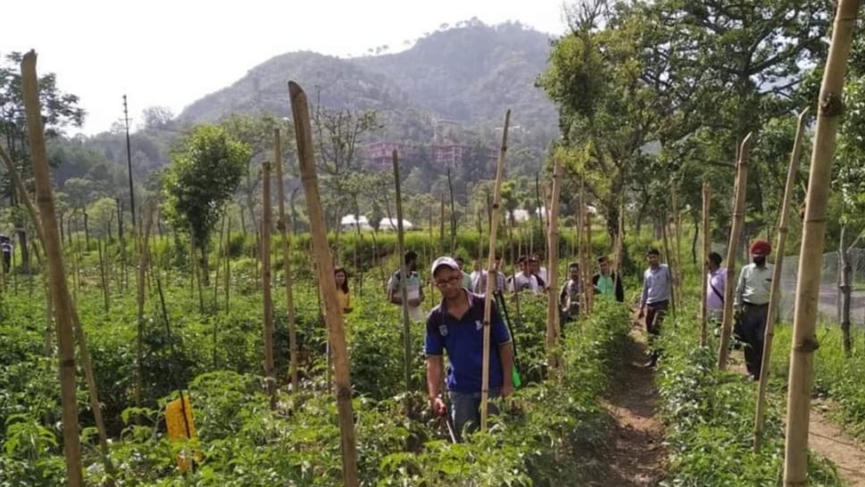 Himachal is fast moving towards chemical free farming - Natural farming to benefit both consumers and farmer HIMACHAL HEADLINES