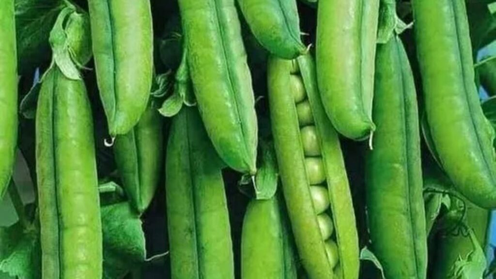 Mountain green peas to knock vegetable markets soon - Farmers expect a fair price Mountain green peas to knock vegetable markets soon - Farmers expect a fair price HIMACHAL HEADLINES