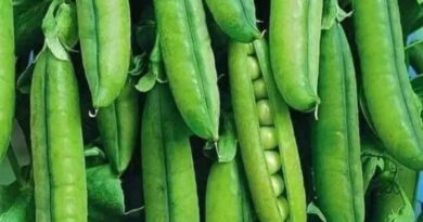 Mountain green peas to knock vegetable markets soon - Farmers expect a fair price HIMACHAL HEADLINES