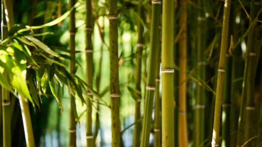 Himachal Exploring possibility of setting up bamboo processing factory Himachal Exploring possibility of setting up bamboo processing factory HIMACHAL HEADLINES