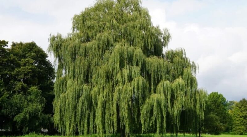 Kashmiri Willow trees to replace diseased and decaying local Willow species HIMACHAL HEADLINES