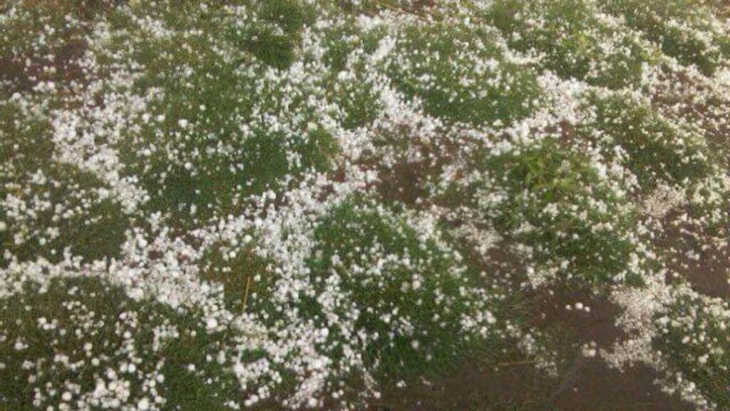 Kisan Sabha demands compensation for damage to crops due to unseasonal rains in North India Kisan Sabha demands compensation for damage to crops due to unseasonal rains in North India HIMACHAL HEADLINES