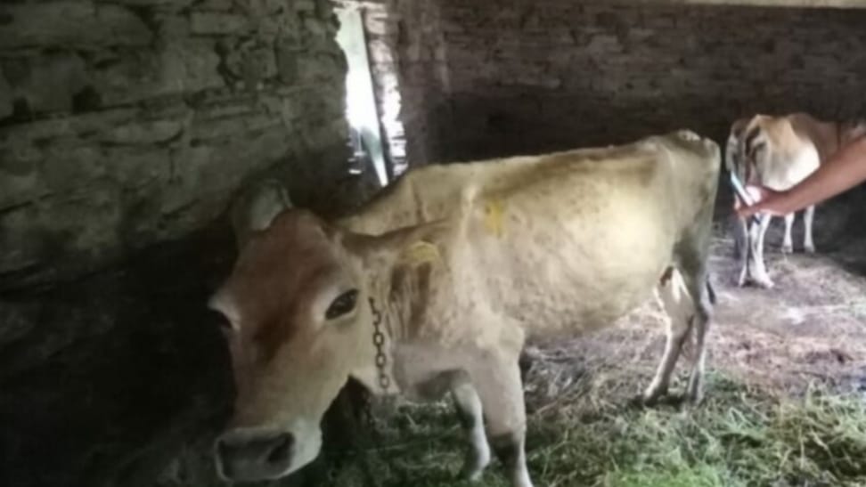 As Himachal did not declare Lumpy disease a disaster the Center denies compensation As Himachal did not declare Lumpy disease a disaster the Center denies compensation HIMACHAL HEADLINES