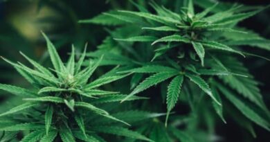 Himachal Government considering legalization of Cultivation of Cannabis HIMACHAL HEADLINES