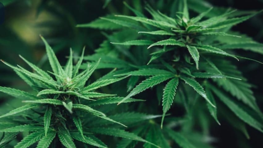 Himachal Government considering legalization of Cultivation of Cannabis Himachal Government considering legalization of Cultivation of Cannabis HIMACHAL HEADLINES