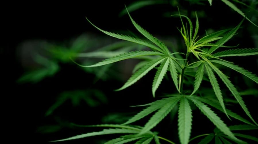Hemp cultivation to give a boost to Himachal economy HIMACHAL HEADLINES
