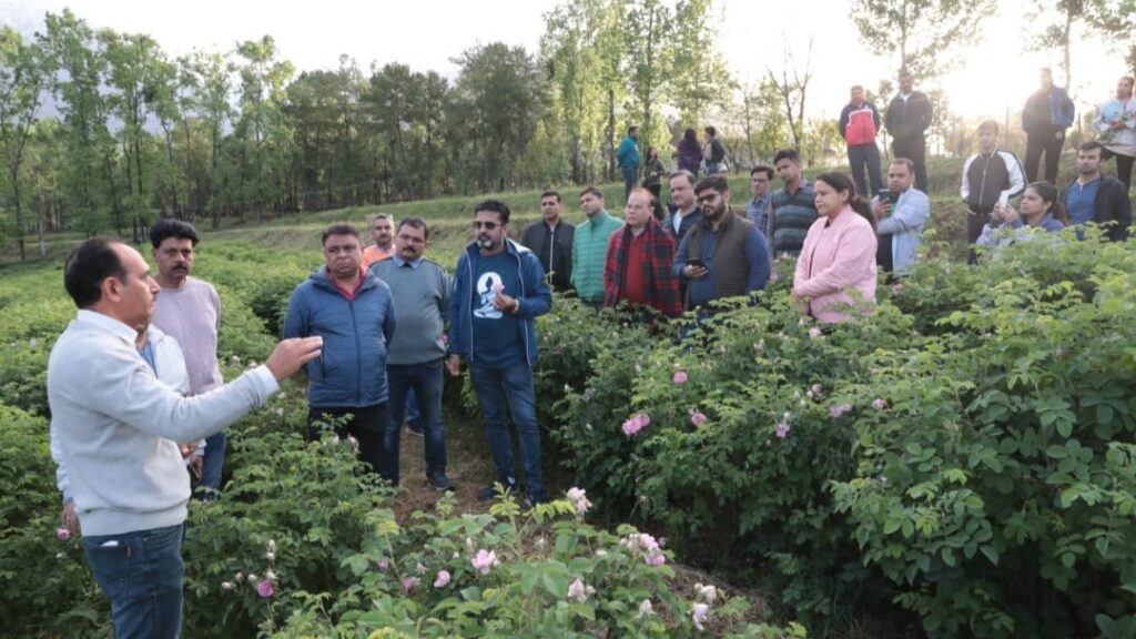 Western Himalayas has huge potential to produce quality Damask Roses used in aromatic & essential oils HIMACHAL HEADLINES