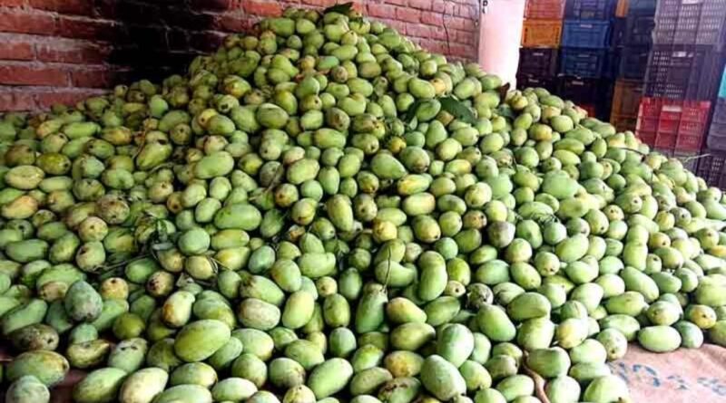 Mango productions in Sirmaur likely to be at 3000 metric tonnes  HIMACHAL HEADLINES
