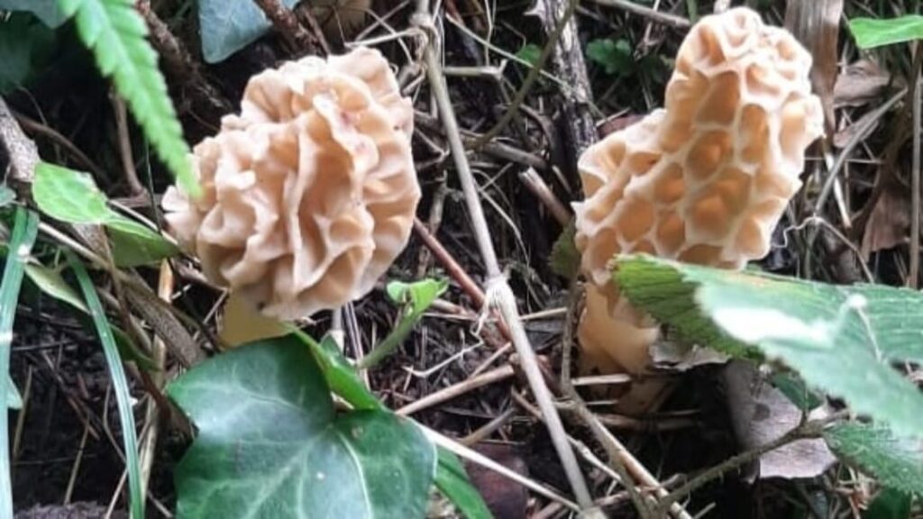 Gucchi Mushroom: The Himalayan treasure winning hearts at Himachal’s Lavi fair Gucchi Mushroom: The Himalayan treasure winning hearts at Himachal’s Lavi fair HIMACHAL HEADLINES