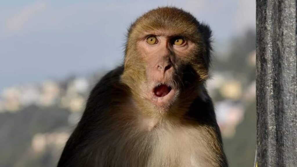 Dogs and Monkey Menace, Shimla Nagarik Sabha met Mayor Surendra Chauhan Dogs and Monkey Menace, Shimla Nagarik Sabha met Mayor Surendra Chauhan HIMACHAL HEADLINES