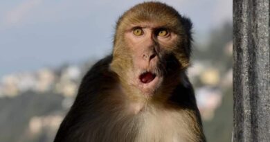 Death due to Monkey menace: Himachal High Court takes suo- moto cognizance  HIMACHAL HEADLINES