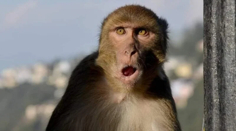Death due to Monkey menace: Himachal High Court takes suo- moto cognizance  HIMACHAL HEADLINES