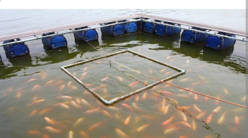 Financial stability and income opportunities through Fish farming in Himachal HIMACHAL HEADLINES