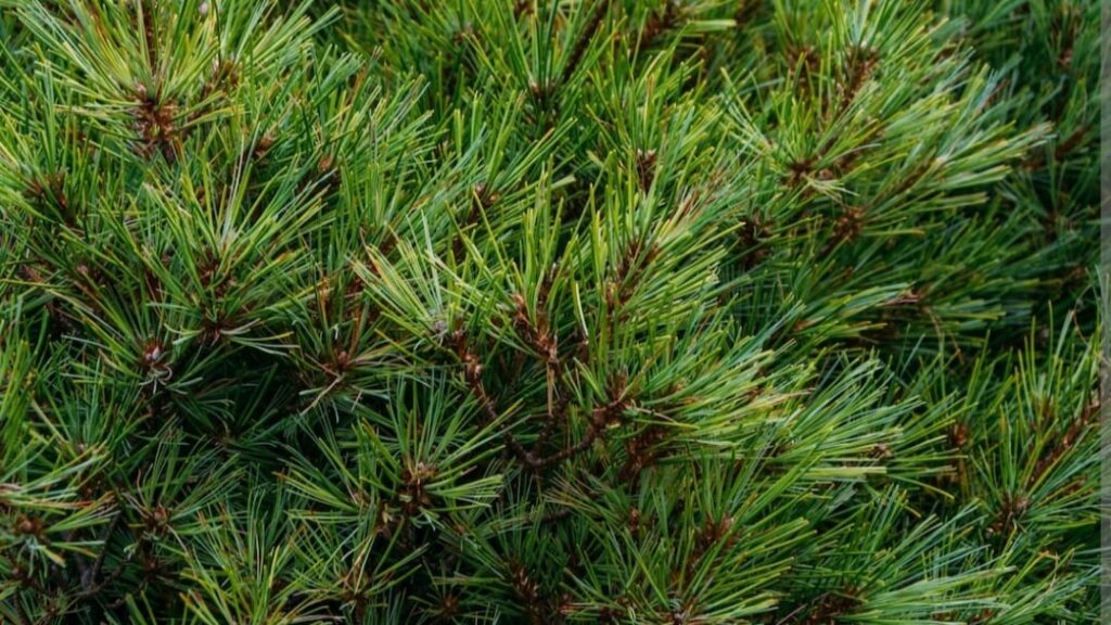 Himachal Opens Door to Managed Felling of Dried Chir Pines HIMACHAL HEADLINES