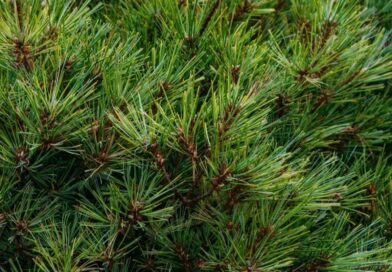 Turning Pine Needles into Hope: Shoolini Scientist Wins Global Recognition