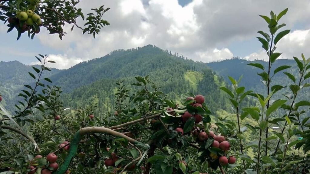 Himachal to adopt state-of-the-art technology to grow high-quality horticulture plants Himachal to adopt state-of-the-art technology to grow high-quality horticulture plants HIMACHAL HEADLINES