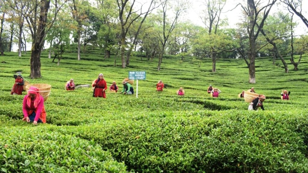 Kangra Tea becomes the second product of the country to get registered with the European GI status HIMACHAL HEADLINES
