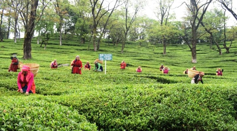 Kangra Tea becomes the second product of the country to get registered with the European GI status HIMACHAL HEADLINES