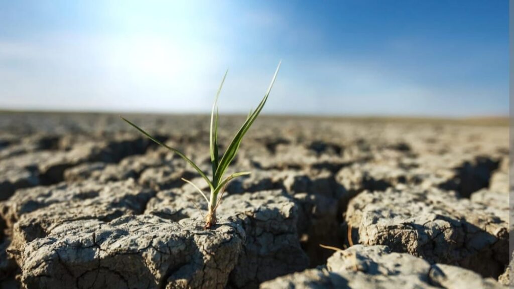 Palampur Varsity & IMD issued joint weather alerts warning farmers about climatic change and fungal diseases Palampur Varsity & IMD issued joint weather alerts warning farmers about climatic change and fungal diseases HIMACHAL HEADLINES