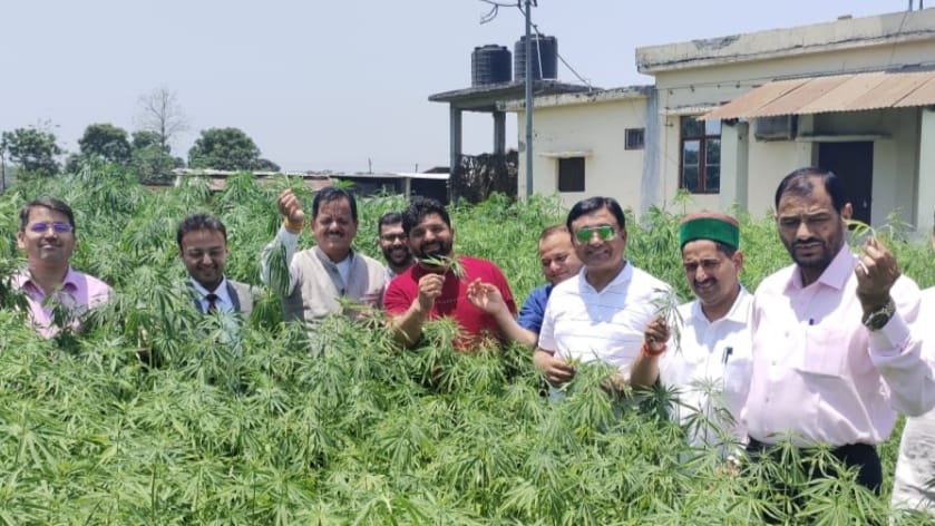 A committee led by Jagat Singh Negi learns the practicality of cannabis cultivation at Doiwala in Uttarakhand HIMACHAL HEADLINES