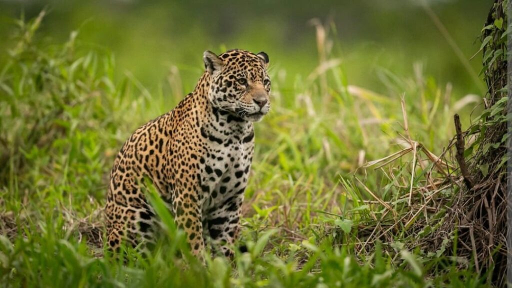 Leopard cat sighted in Shimla Leopard cat sighted in Shimla HIMACHAL HEADLINES
