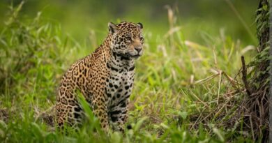 Wildlife Wing rescues an injured leopard near Renukaji HIMACHAL HEADLINES