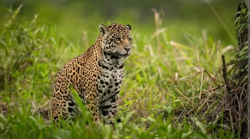 Wildlife Wing rescues an injured leopard near Renukaji HIMACHAL HEADLINES
