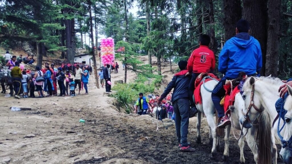 Ponies and horses damaging green forest in Kufri Ponies and horses damaging green forest in Kufri HIMACHAL HEADLINES