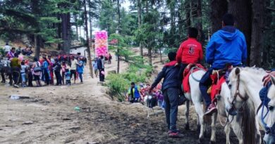 Ponies and horses damaging green forest in Kufri HIMACHAL HEADLINES