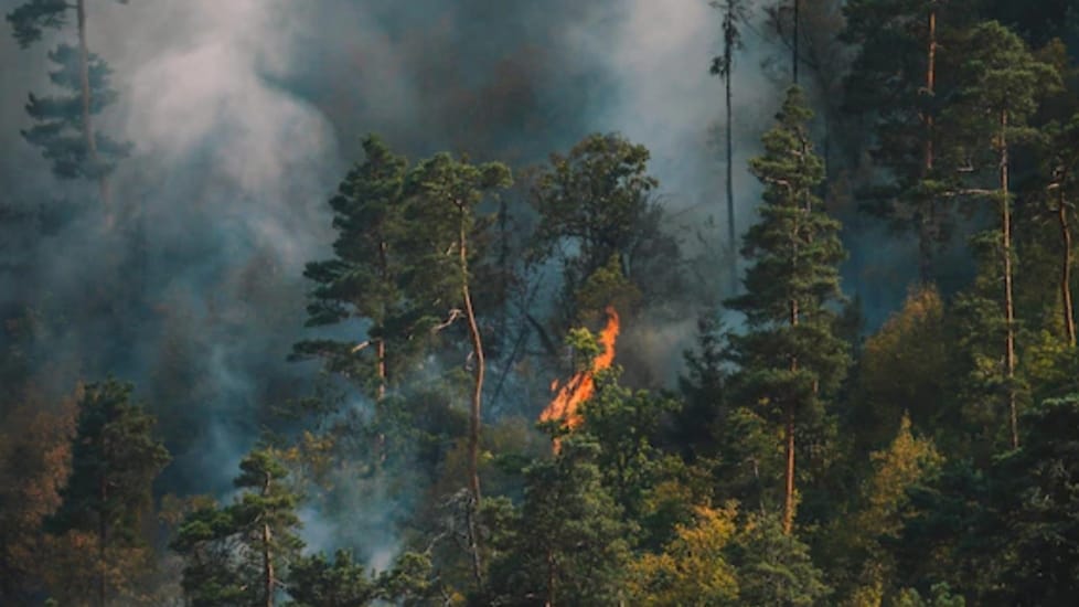 Himachal Forest Department prepares fire mapping system to control forest fires Himachal Forest Department prepares fire mapping system to control forest fires HIMACHAL HEADLINES