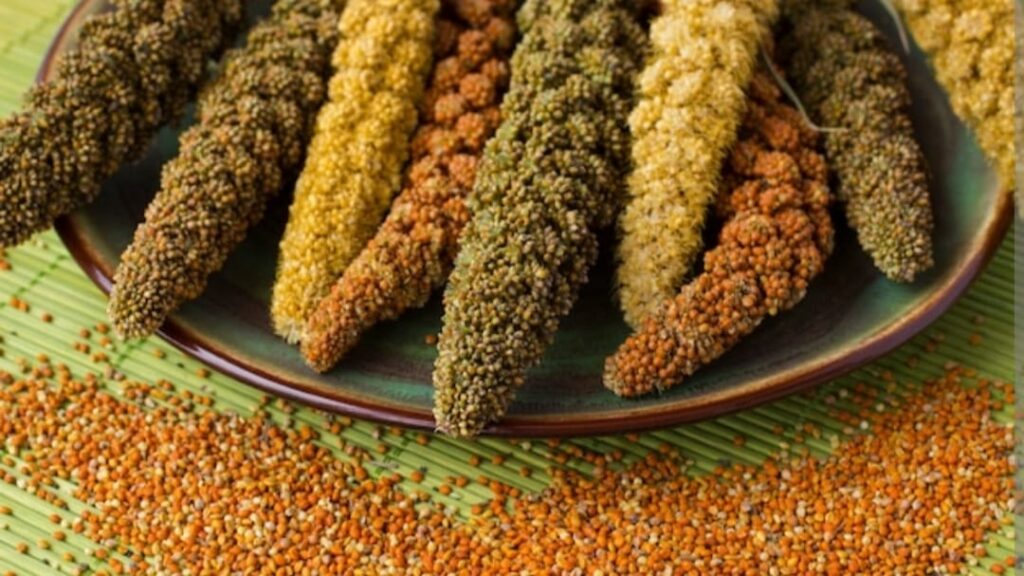 Himachal targets covering 4500 hectares of land under millet cultivation HIMACHAL HEADLINES
