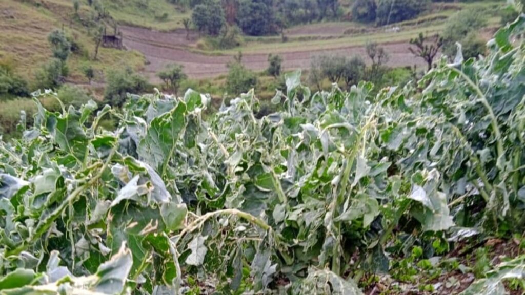Off-season vegetable damage by a massive hailstorm in Shimla and surrounding areas HIMACHAL HEADLINES