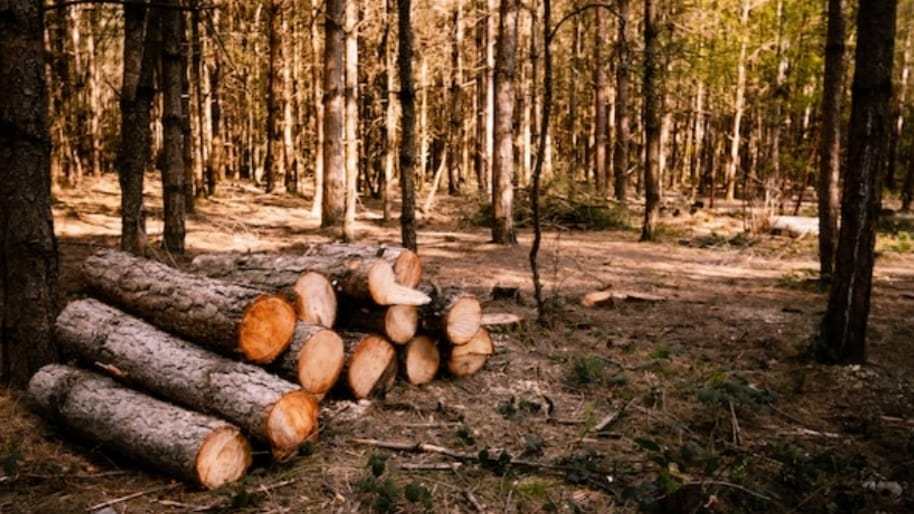 SOP to be formulated for disposal of 86,874 salvage trees: CM Sukhu SOP to be formulated for disposal of 86,874 salvage trees: CM Sukhu HIMACHAL HEADLINES