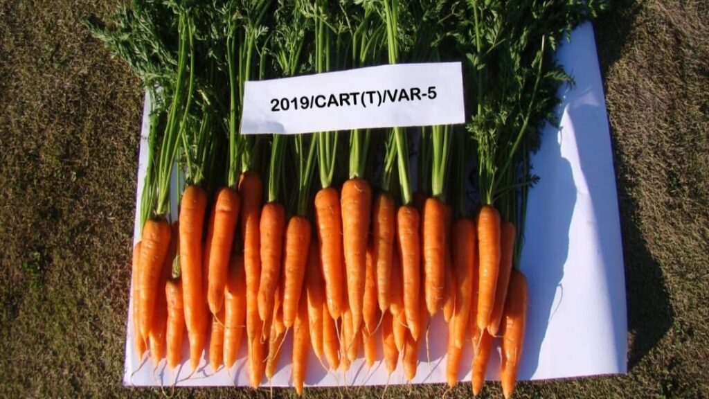 Nauni varsity temperate carrot variety’s performance lauded at the national level wins best-performing variety Nauni varsity temperate carrot variety’s performance lauded at the national level wins best-performing variety HIMACHAL HEADLINES