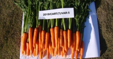 Nauni varsity temperate carrot variety’s performance lauded at the national level wins best-performing variety HIMACHAL HEADLINES